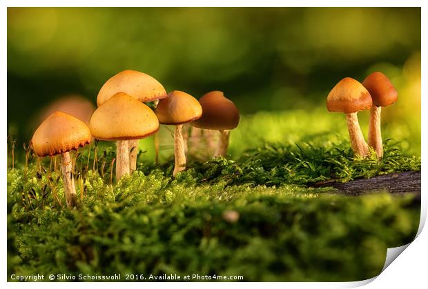 orange mushrooms Print by Silvio Schoisswohl