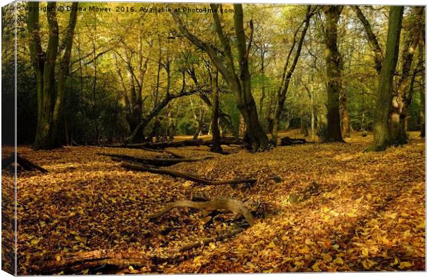 Epping Forest  Canvas Print by Diana Mower