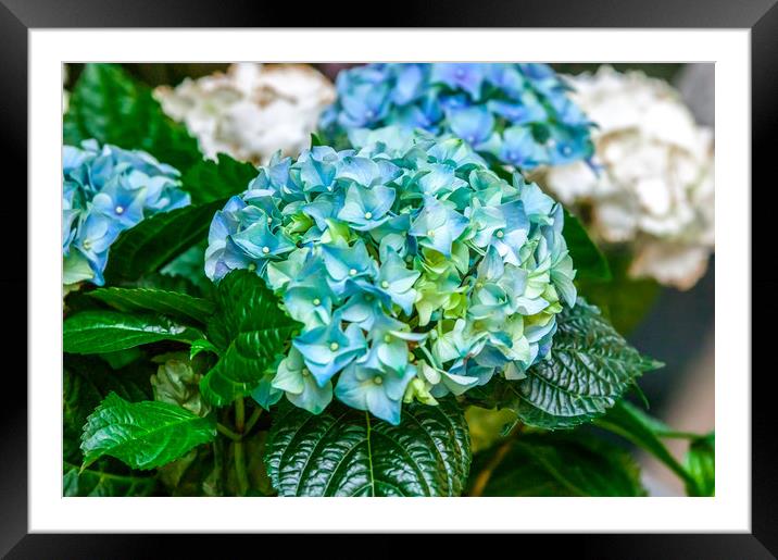 Beautiful flowers. Framed Mounted Print by Valerii Soloviov