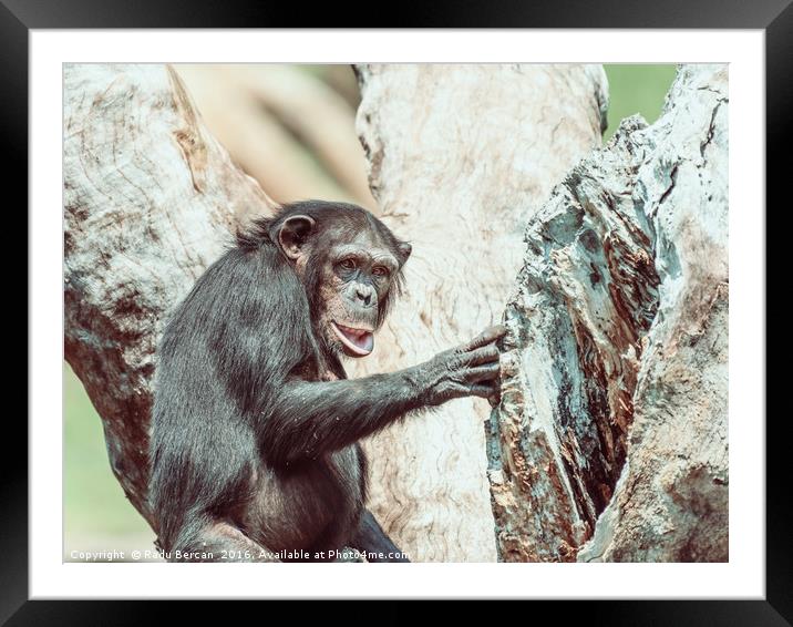 African Chimpanzee In Tree Portrait Framed Mounted Print by Radu Bercan
