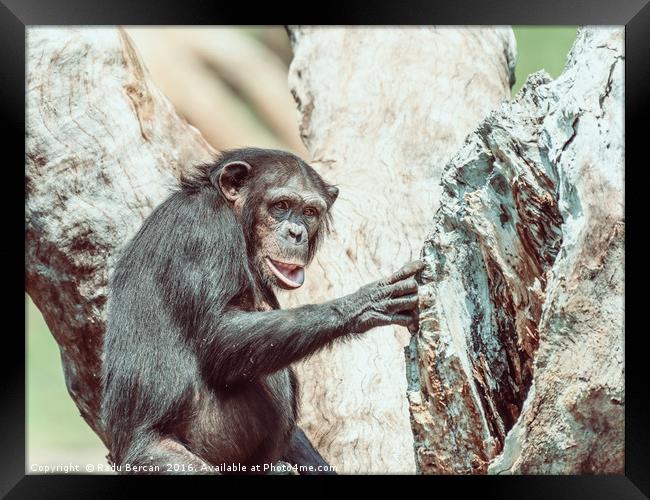 African Chimpanzee In Tree Portrait Framed Print by Radu Bercan