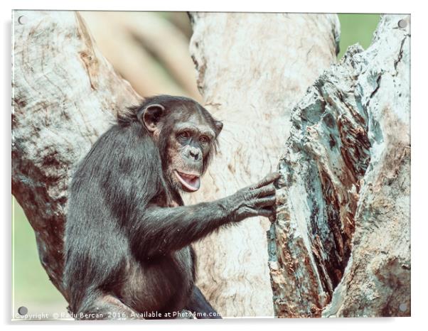 African Chimpanzee In Tree Portrait Acrylic by Radu Bercan