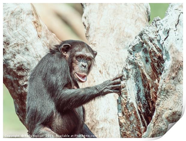 African Chimpanzee In Tree Portrait Print by Radu Bercan