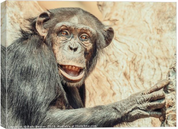 African Chimpanzee In Tree Portrait Canvas Print by Radu Bercan