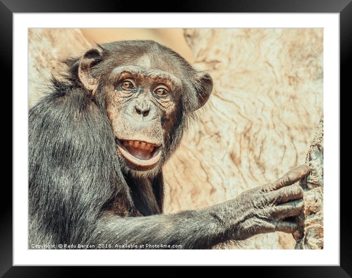 African Chimpanzee In Tree Portrait Framed Mounted Print by Radu Bercan