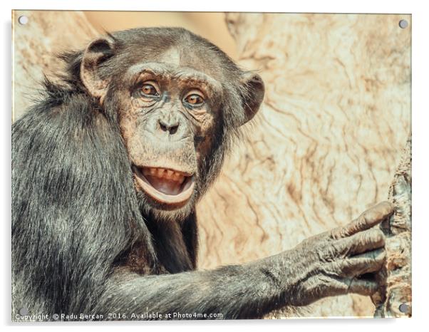 African Chimpanzee In Tree Portrait Acrylic by Radu Bercan