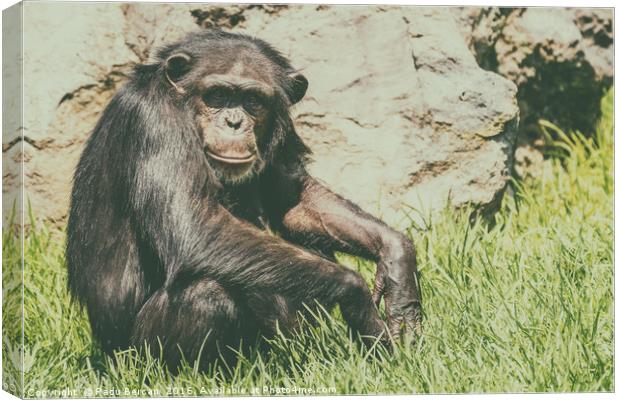Lonely African Chimpanzee Canvas Print by Radu Bercan