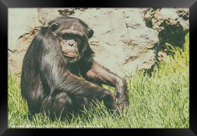 Lonely African Chimpanzee Framed Print by Radu Bercan