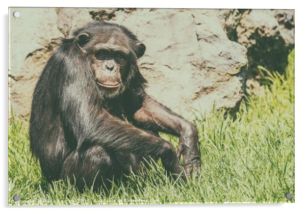 Lonely African Chimpanzee Acrylic by Radu Bercan