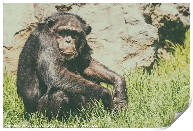 Lonely African Chimpanzee Print by Radu Bercan