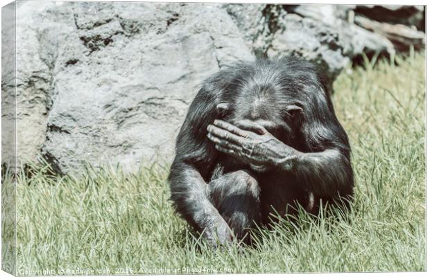 African Chimpanzee Hiding His Face Canvas Print by Radu Bercan