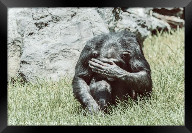 African Chimpanzee Hiding His Face Framed Print by Radu Bercan