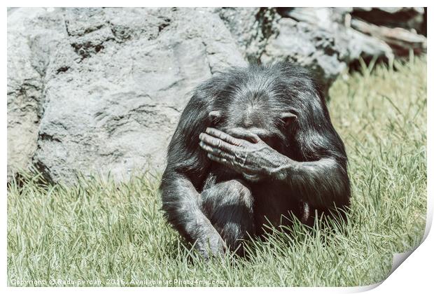 African Chimpanzee Hiding His Face Print by Radu Bercan
