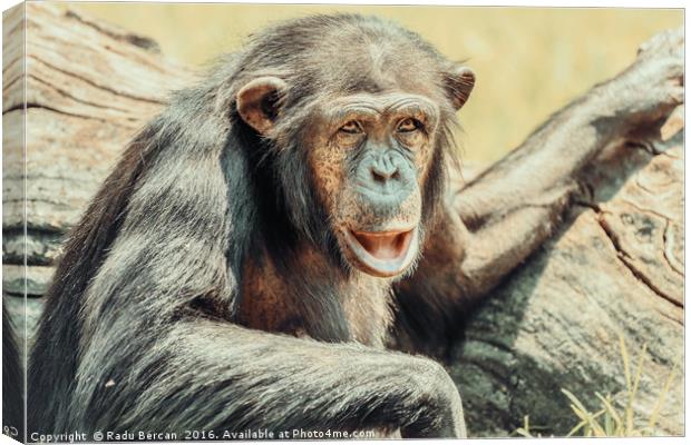 African Chimpanzee Portrait Canvas Print by Radu Bercan