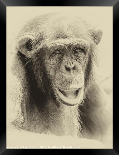 African Chimpanzee Portrait Framed Print by Radu Bercan