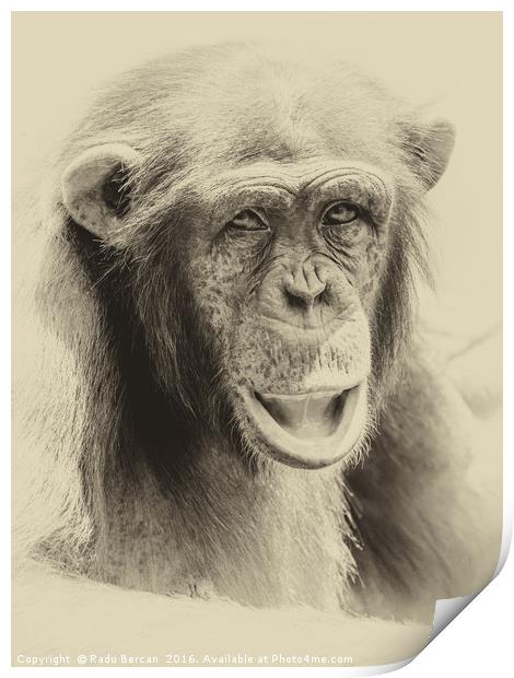 African Chimpanzee Portrait Print by Radu Bercan