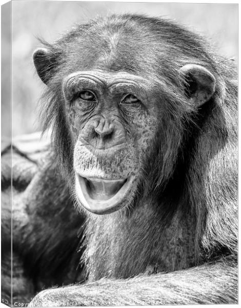 African Chimpanzee Portrait Canvas Print by Radu Bercan