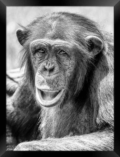 African Chimpanzee Portrait Framed Print by Radu Bercan