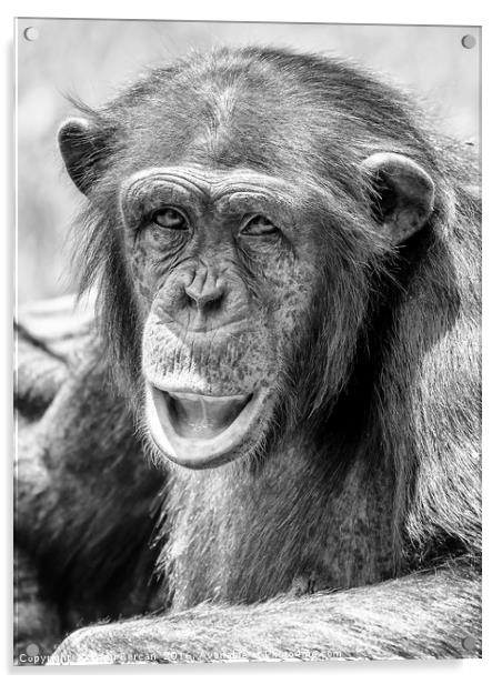 African Chimpanzee Portrait Acrylic by Radu Bercan