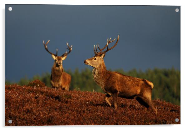  Red Deer Stags Acrylic by Macrae Images