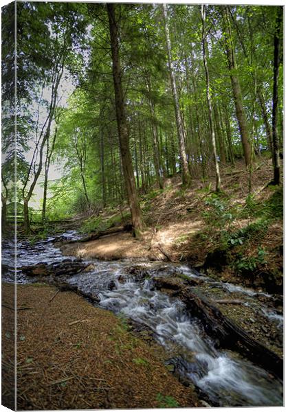 Forest Stream Canvas Print by Mike Gorton
