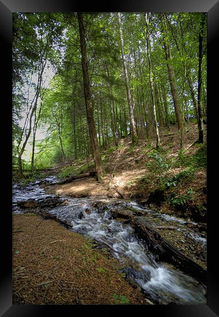 Forest Stream Framed Print by Mike Gorton