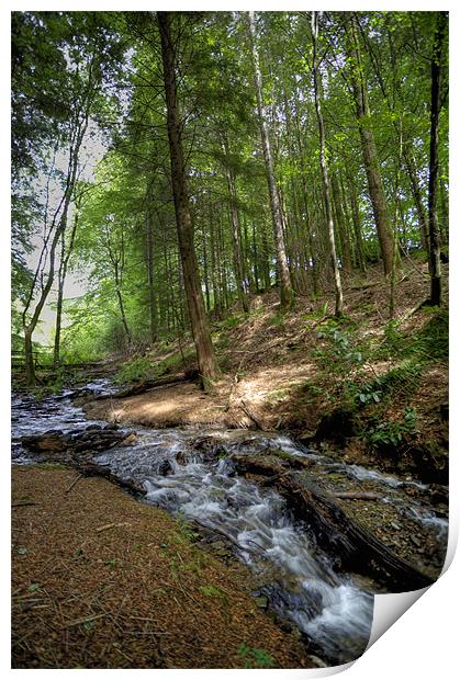 Forest Stream Print by Mike Gorton