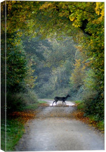 Deer Crossing Canvas Print by Adrian Wilkins