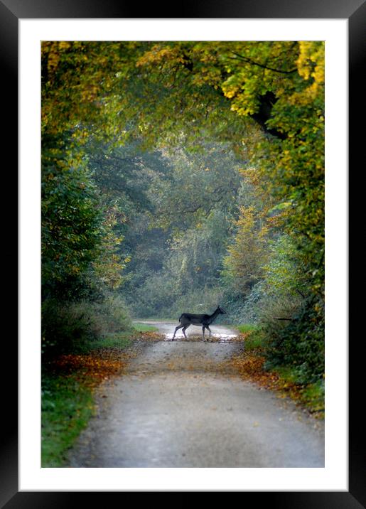 Deer Crossing Framed Mounted Print by Adrian Wilkins