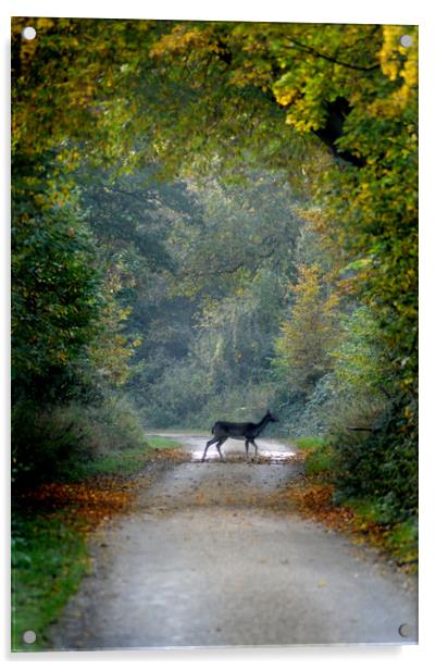 Deer Crossing Acrylic by Adrian Wilkins