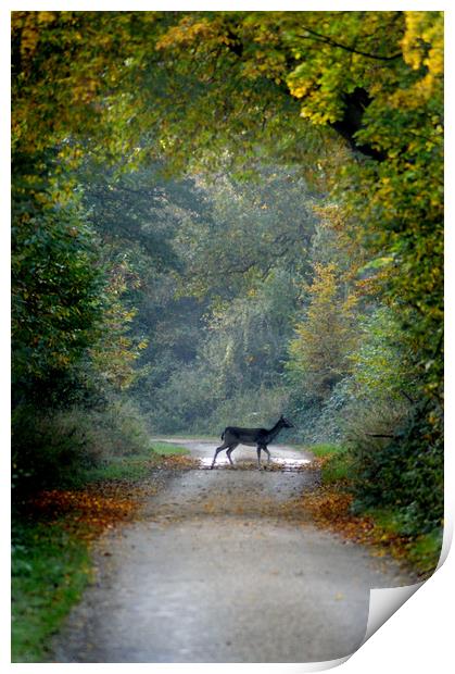 Deer Crossing Print by Adrian Wilkins