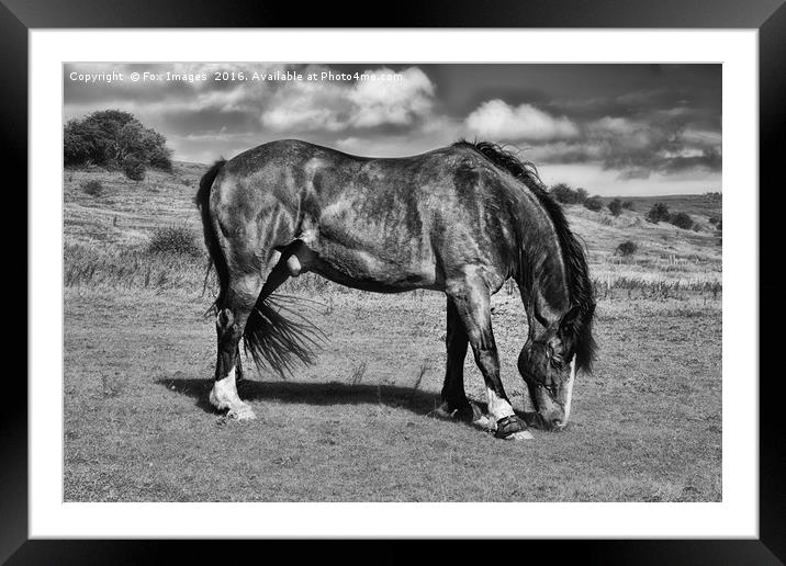 Horse Grazing Framed Mounted Print by Derrick Fox Lomax