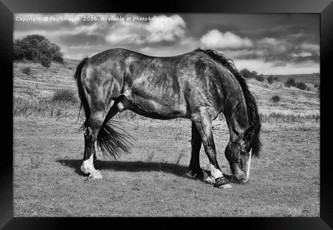 Horse Grazing Framed Print by Derrick Fox Lomax