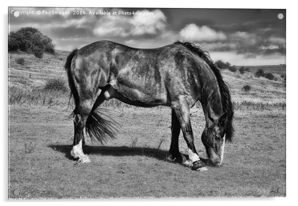 Horse Grazing Acrylic by Derrick Fox Lomax