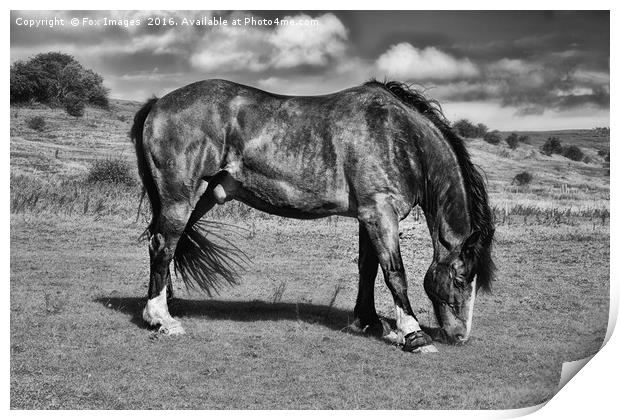 Horse Grazing Print by Derrick Fox Lomax