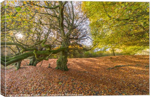 Woodland in Autumn Canvas Print by Philip Cooper