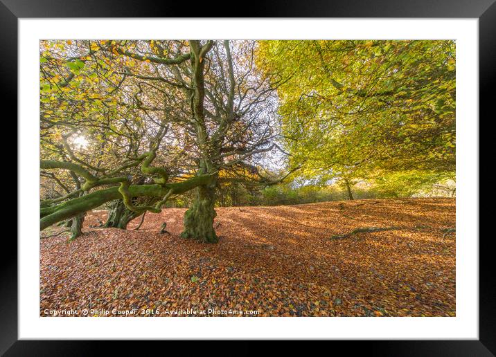 Woodland in Autumn Framed Mounted Print by Philip Cooper