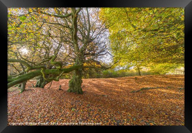 Woodland in Autumn Framed Print by Philip Cooper