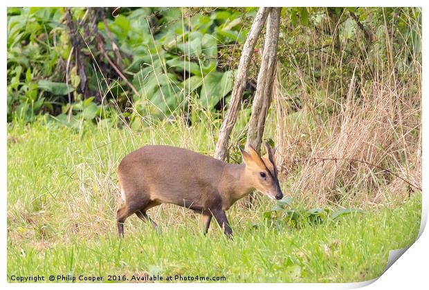 Muntjac Deer Print by Philip Cooper