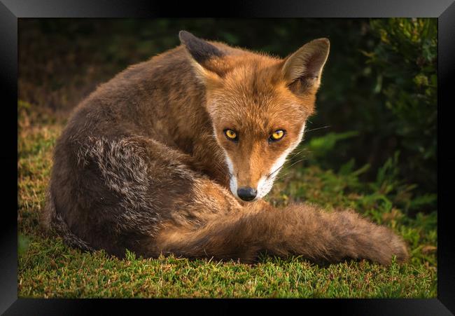 Fox Stare 1 Framed Print by Gareth Burge Photography