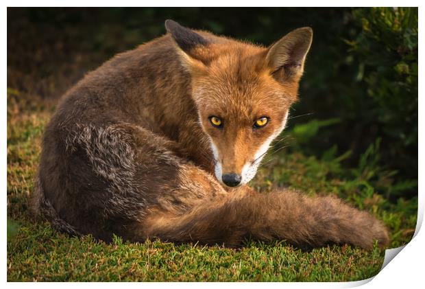 Fox Stare 1 Print by Gareth Burge Photography