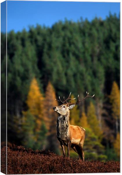 Red Deer Stag Canvas Print by Macrae Images