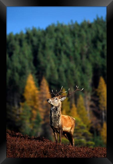 Red Deer Stag Framed Print by Macrae Images
