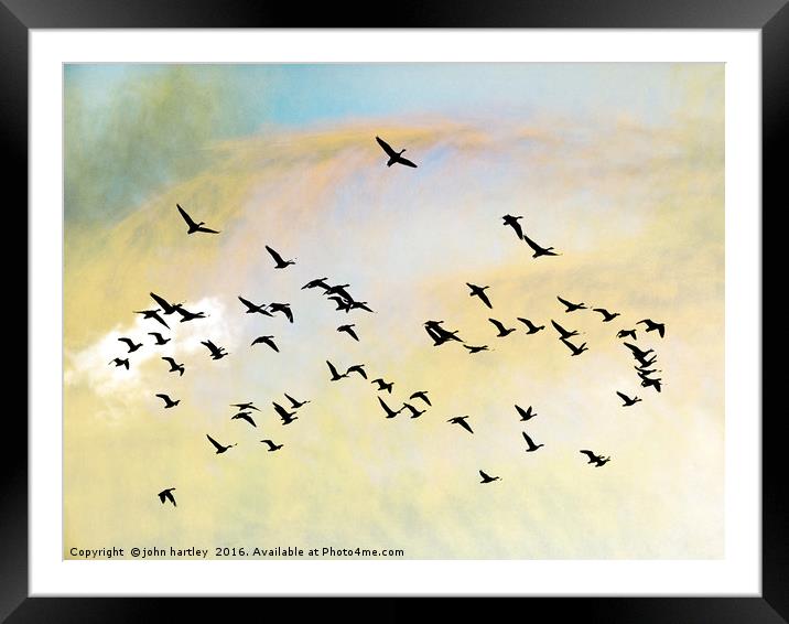 Pink Foot Geese in flight - photo art composite im Framed Mounted Print by john hartley