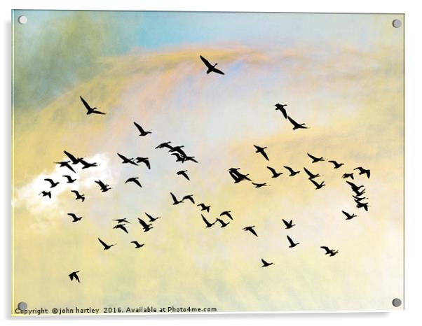 Pink Foot Geese in flight - photo art composite im Acrylic by john hartley