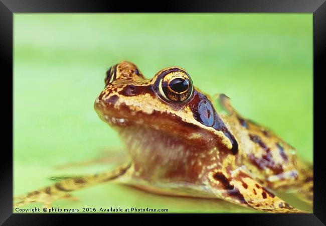 Common Frog Framed Print by philip myers