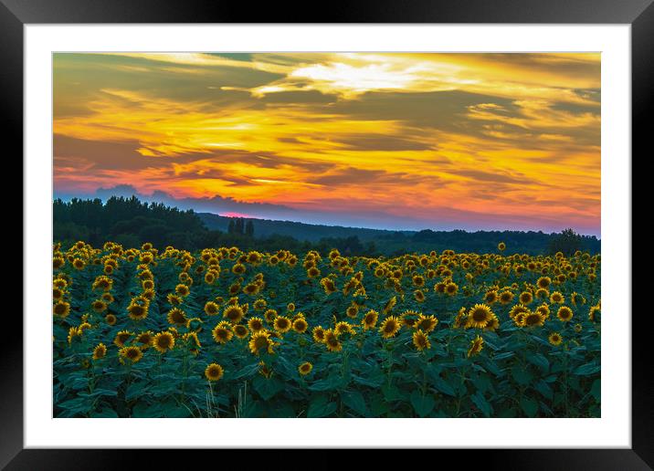 Sunflowers @ Sundown Framed Mounted Print by Marcel de Groot