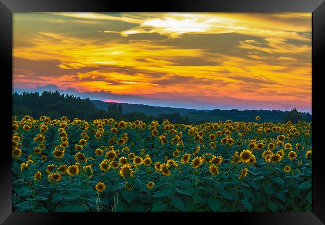 Sunflowers @ Sundown Framed Print by Marcel de Groot