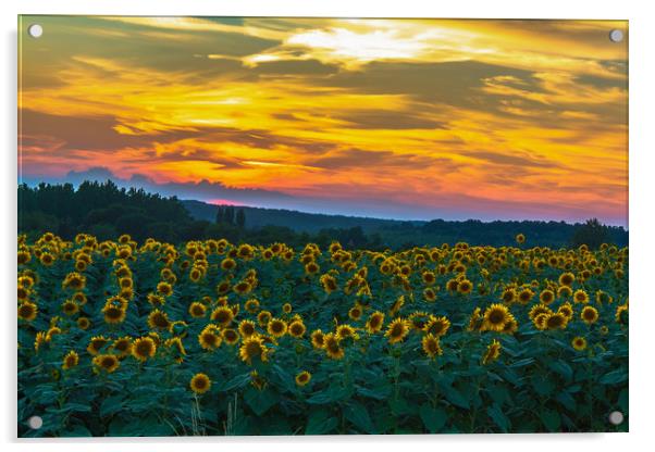 Sunflowers @ Sundown Acrylic by Marcel de Groot