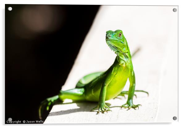 Juvenile Green Iguana Acrylic by Jason Wells